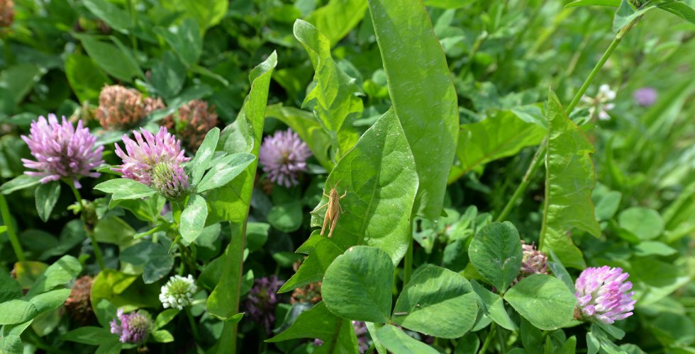 Biodynamie