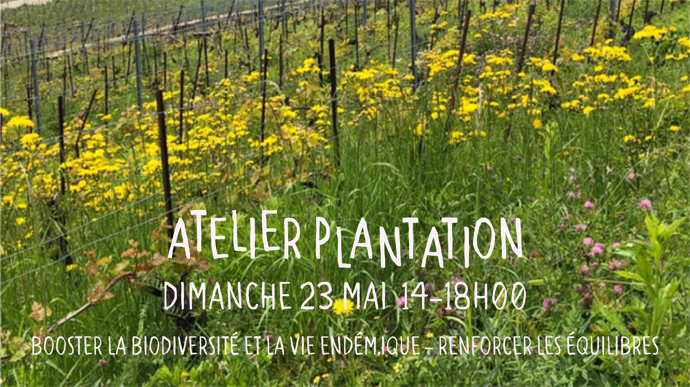 Atelier au Domaine – Dimanche 23 mai 2021 – de 14 à 18h00