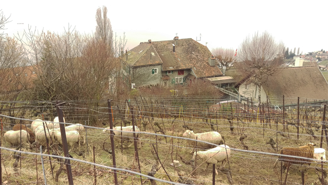 Une saison hivernale au Domaine